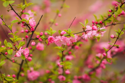 Close-up of pink cherry blossoms