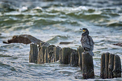 Bird perching on wooden post