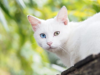 Close-up portrait of white cat / a cat with two different color eyes