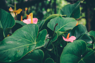 Close-up of red flowering plant