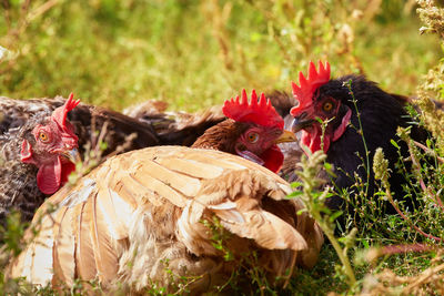 View of birds on plants