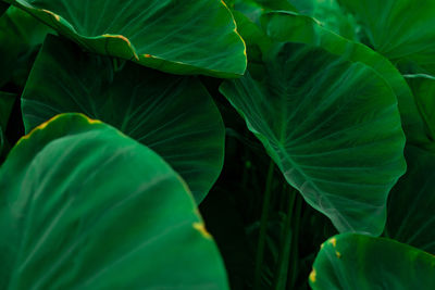 Green leaves of elephant ear in jungle. green leaf texture with minimal pattern. green leaves.