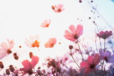 Close-up of pink cosmos flowers against sky