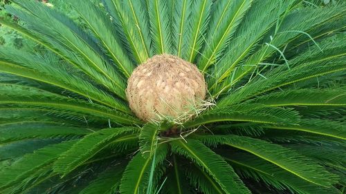 Close-up of plant