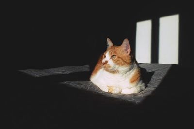 Cat sitting in the dark