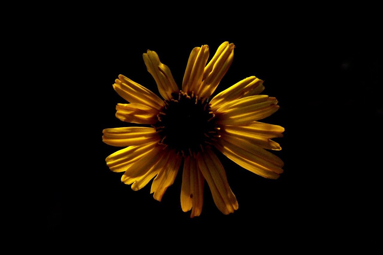 flower, petal, black background, fragility, flower head, studio shot, yellow, nature, freshness, beauty in nature, growth, blooming, no people, plant, pollen, close-up