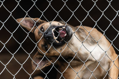 Close-up of chainlink fence in cage