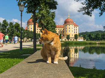 Cat looking away in a building