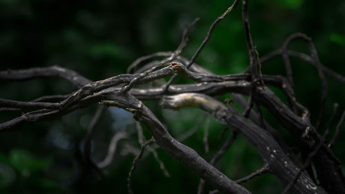 Close-up of tree branch