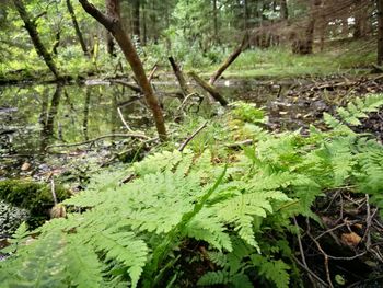 Close-up of fresh green plants in forest