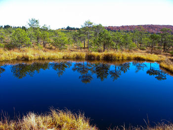 Reflection of trees in lake