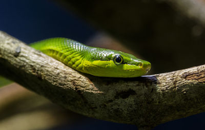 Close-up of red tailed green rat snake on branch