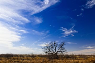 Bare tree on field against blue sky