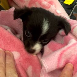 Close-up portrait of dog relaxing on pink blanket