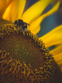 Close-up of honey bee on sunflower