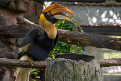 Close-up of bird perching on branch