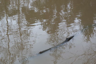 Reflection of trees in water