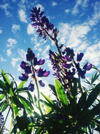 Low angle view of flowers against blue sky