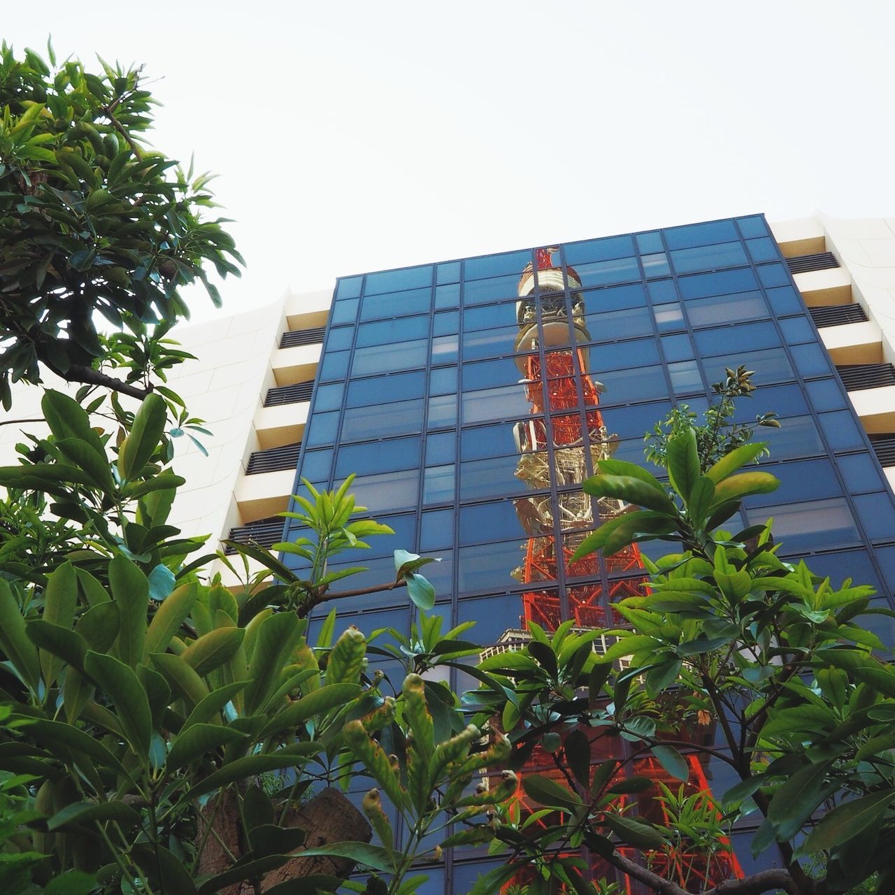 building exterior, architecture, built structure, low angle view, growth, leaf, clear sky, building, tree, plant, green color, window, modern, office building, city, day, residential building, no people, residential structure, glass - material