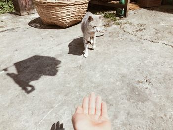 Cropped image of woman hand against stray cat on footpath