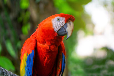 Close-up of parrot