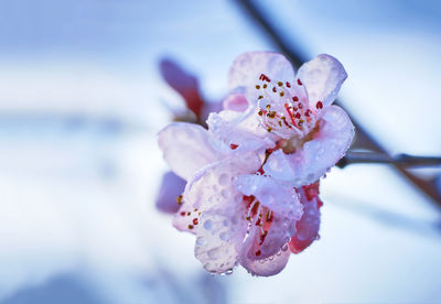 Close-up of wet cherry blossom