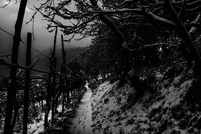 Snow covered trees against sky