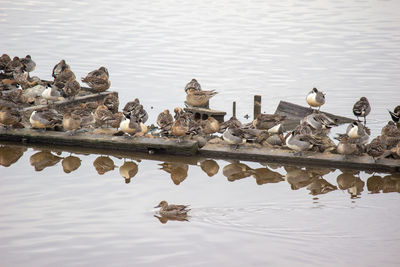 Birds swimming in lake