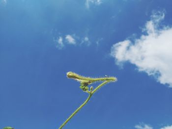 Low angle view of insect on plant against sky