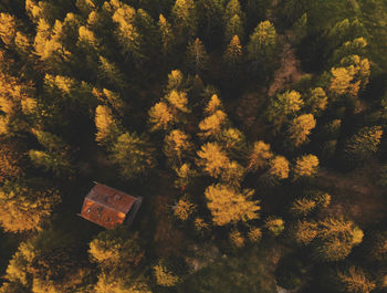Full frame shot of trees