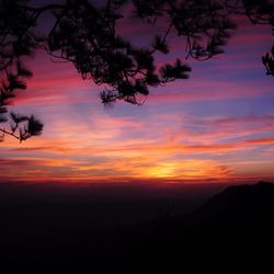 Silhouette of trees against dramatic sky