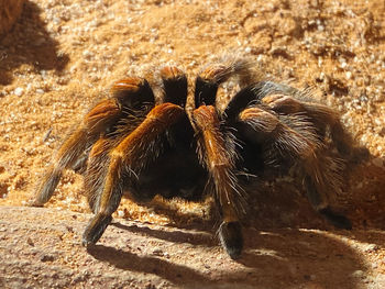 Close-up of spider on field