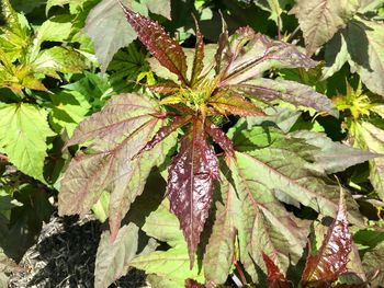 Close-up of wet plant leaves
