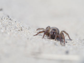 Close-up of crab on sand