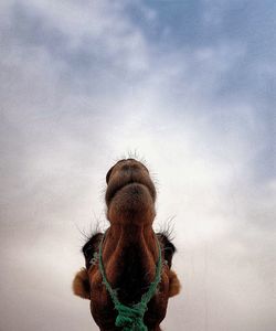 Rear view of woman looking at sky