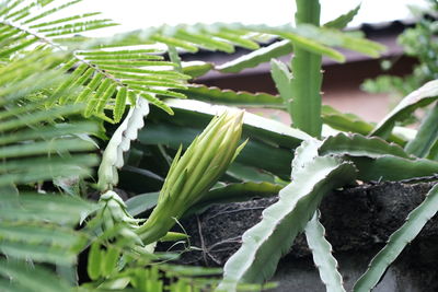 High angle view of bud on wall