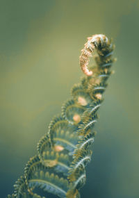 Close-up of caterpillar on sea