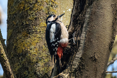 Close-up of bird perching on tree trunk