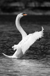 View of swan flying over lake