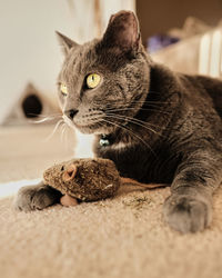 Close-up of a cat looking away