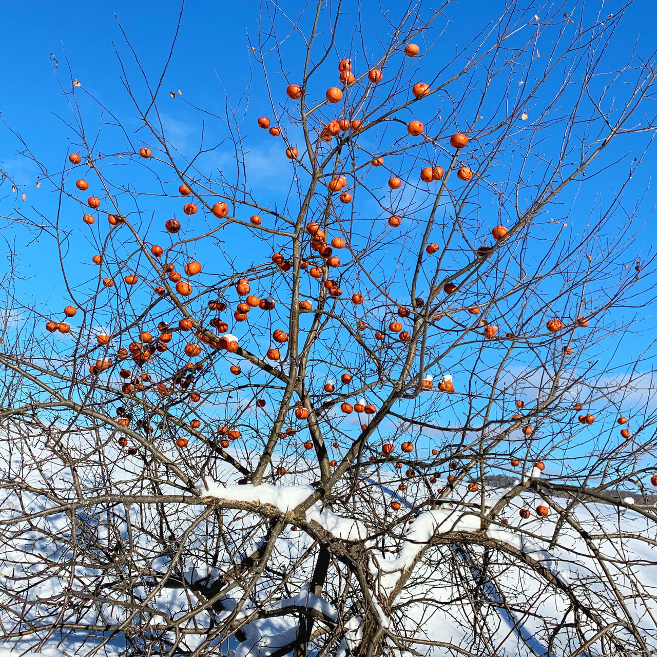 LOW ANGLE VIEW OF TREE AGAINST CLEAR BLUE SKY