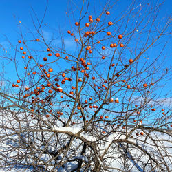 Low angle view of bare tree against clear blue sky