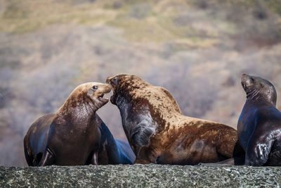 Group of sea lions on rock at sea