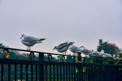 Birds perching on railing against sky