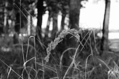 Close-up of fresh grass in field