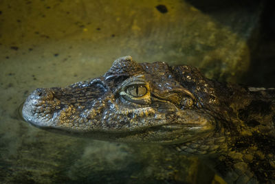 Close-up of crocodile in water