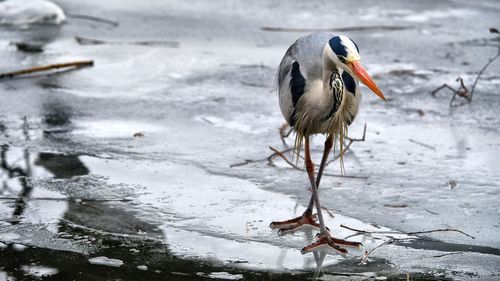 Short before catching a fish, grey heron on hunt