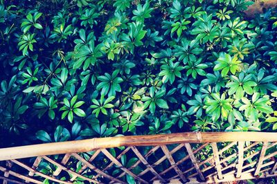 Plants growing on a tree