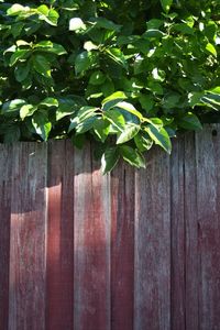 Close-up of ivy on wooden fence