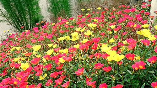 Pink flowers blooming outdoors